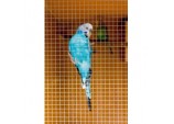 Cage & Aviary Welded Panel - 6x0.9m