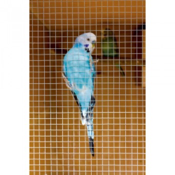 Cage & Aviary Welded Panel - 0.6 x 0.9m Mesh size: 50 x 50mm